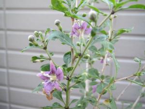 くこの花1