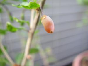 くこの実