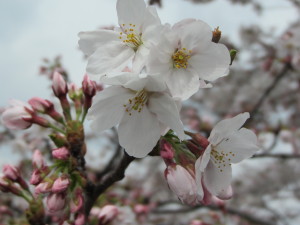 京都の桜2013032901