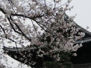 京都の桜2013032902