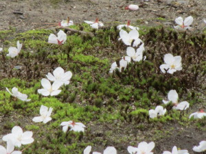 京都の桜2013032903