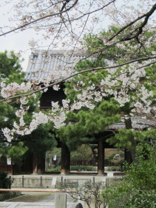 京都の桜2013032904