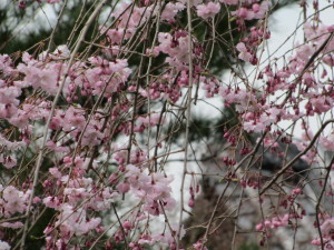 京都の桜2013032905