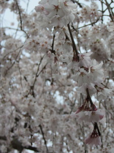 京都の桜2013032909