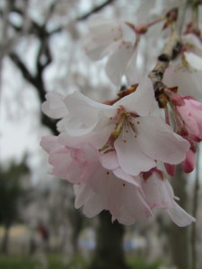 京都の桜2013032910