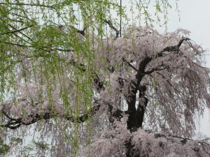 京都の桜2013032912