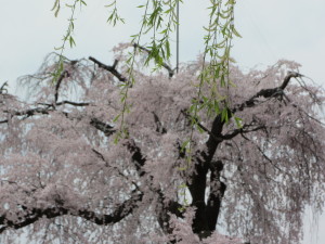 京都の桜2013032913