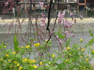 京都の桜2013032914