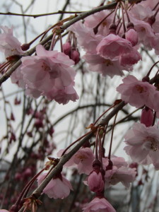 京都の桜2013032915