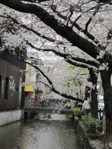 京都の桜2013032916