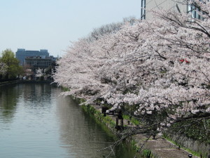 京桜2013040405