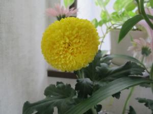 IMG_pingpongkiku2.jpg