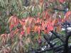 桜紅葉20121106