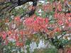 桜紅葉20121111