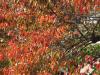 桜紅葉20121115