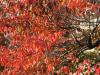 桜紅葉20121119