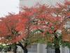 桜紅葉201211202