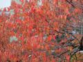桜紅葉201211231