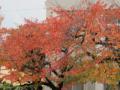 桜紅葉201211232