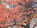 桜紅葉201211261
