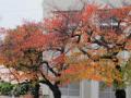 桜紅葉201211262