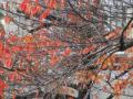 桜紅葉201211291