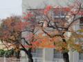 桜紅葉201211292