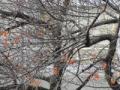 桜紅葉201212021