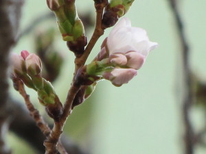 桜のつぼみ1