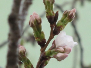 桜のつぼみ2