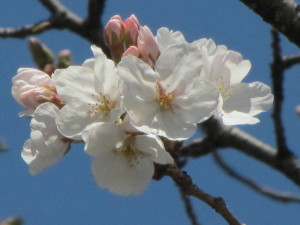 桜201303211
