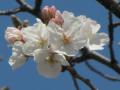 桜201303211