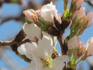 桜201303212