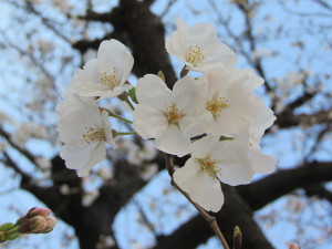 桜201303231