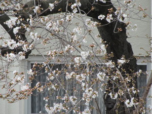 桜201303232