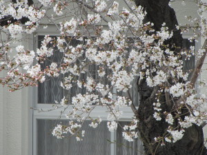 桜20130325