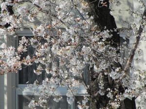桜201303261