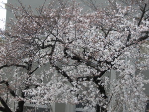 桜201303262