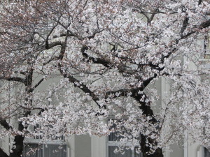 桜20130327