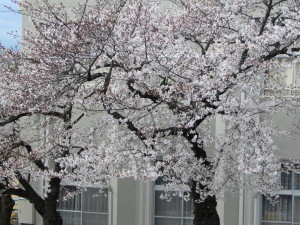 桜20130328