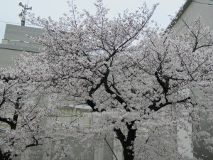桜20130329