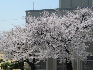 桜2013033002