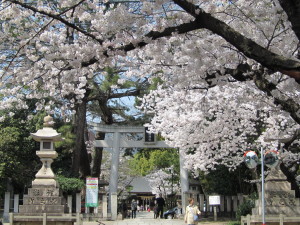 桜2013033003