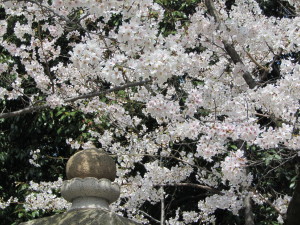 桜2013033004