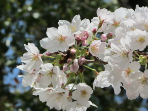 桜2013033005