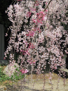 桜2013033006