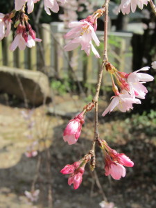 桜2013033007