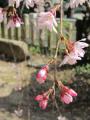 桜2013033007