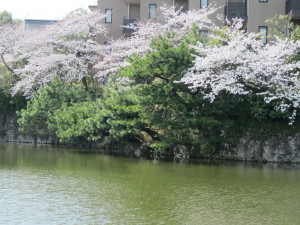 桜2013033008
