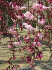 桜2013033009